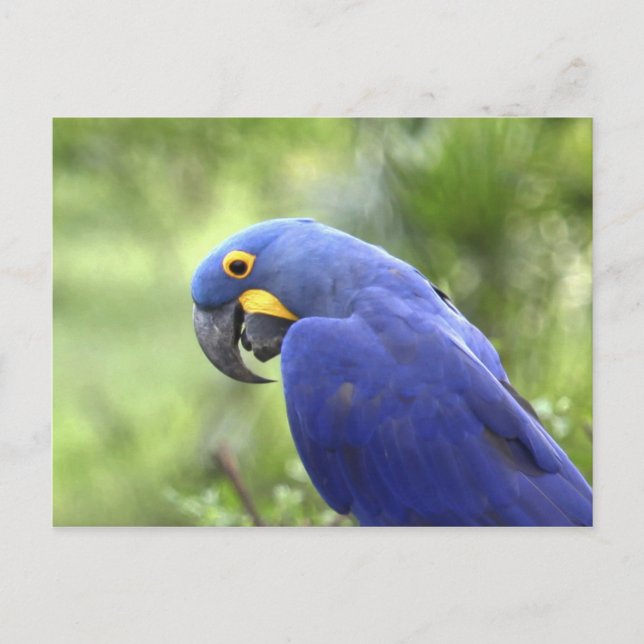 Postal Sudamérica, Brasil, Pantanal (Anverso)