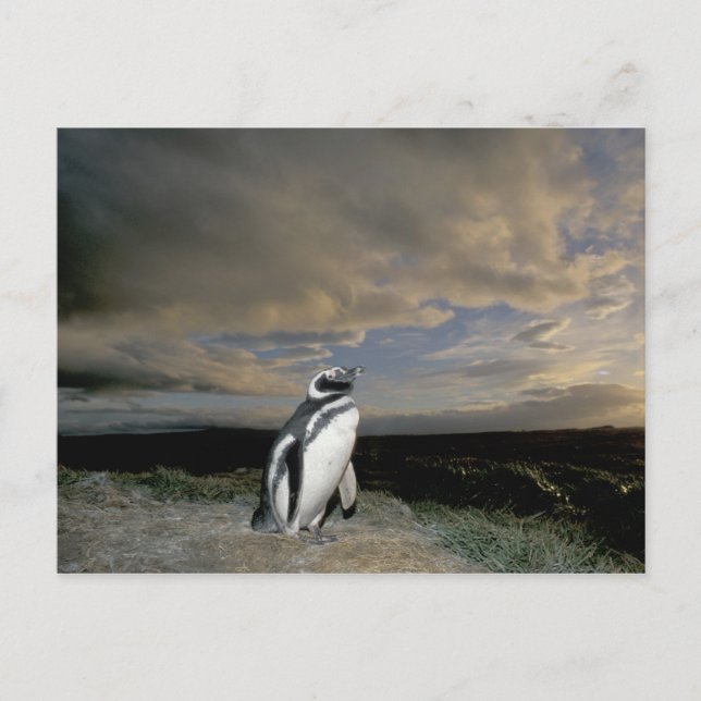 Postal Sudamérica, Chile, Patagonia, Magellanes, (Anverso)