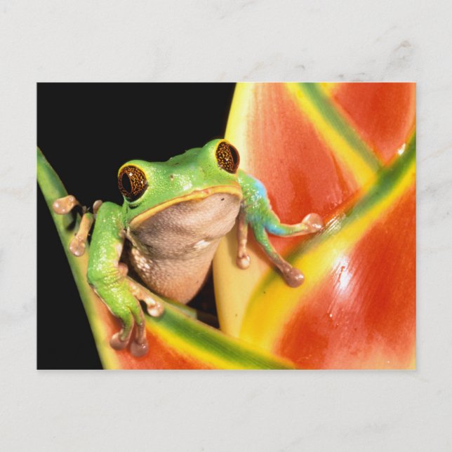 Postal Sudamérica, Ecuador, Amazonas. Rana de árbol (Anverso)