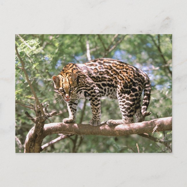 Postal Sudamérica, Ecuador, Amazonia. Ocelote (Anverso)