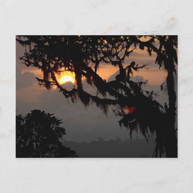 Postal Sudamérica, Ecuador, escenario de bosques nublados (Anverso)