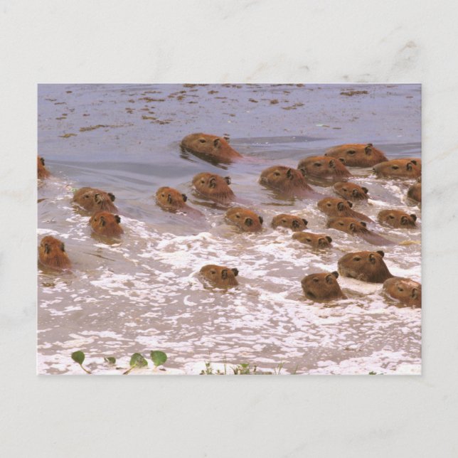 Postal Sudamérica, Venezuela, región de Llano. (Anverso)