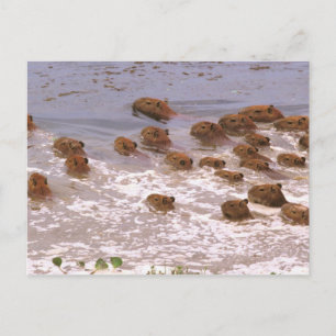 Postal Sudamérica, Venezuela, región de los Llanos.