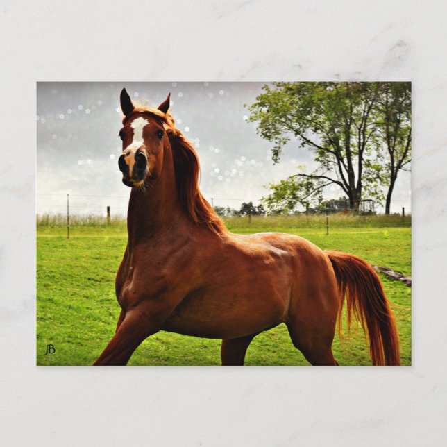 Postal 'Sueño Arábigo' (Anverso)