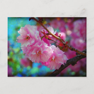 Postal Sueño, flor de cerezo en Corea