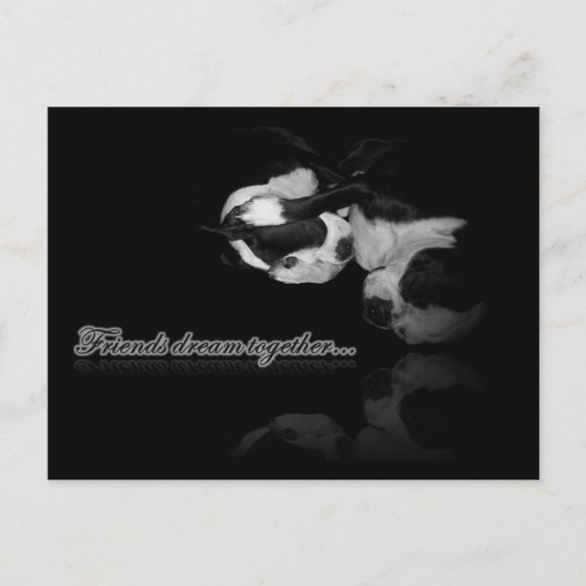 Postal Sueños de Boston Terrier - Postcard (Anverso)