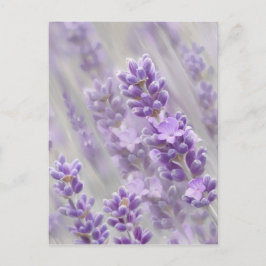Postal Sueños de lavanda.