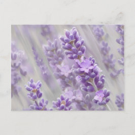 Postal Sueños de lavanda.