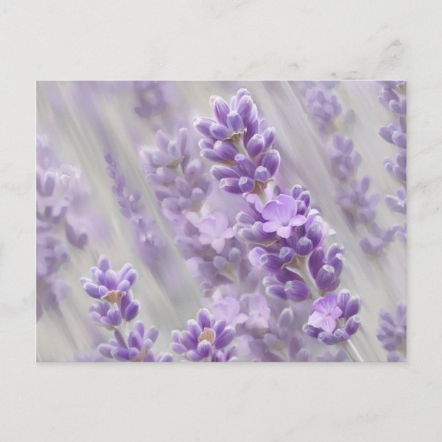 Postal Sueños de lavanda. (Anverso)