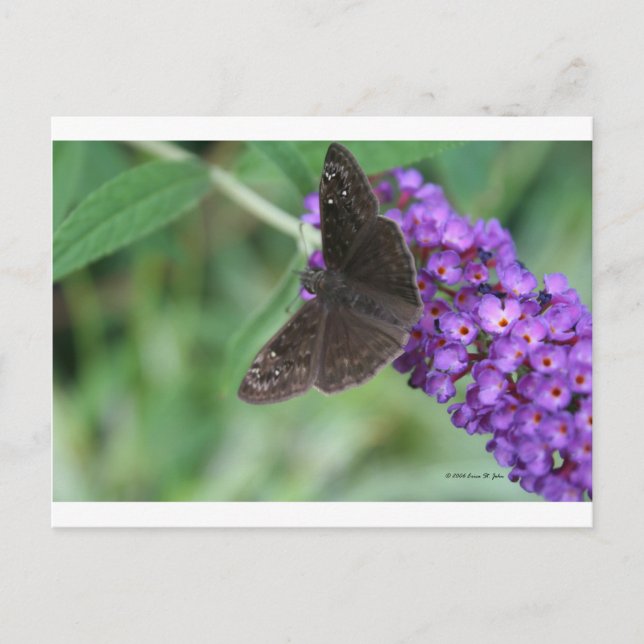 Postal Sueños de Moth (Anverso)