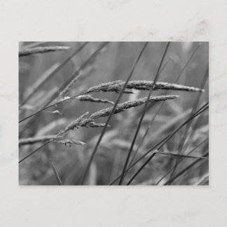 Postal Sueños de verano