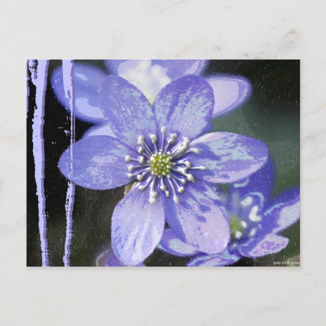 Postal Sueños Violetas (Anverso)