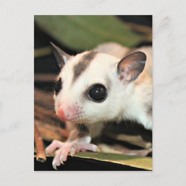 Postal Sugar Glider (Anverso)