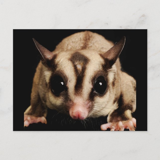 Postal Sugar Glider (Anverso)