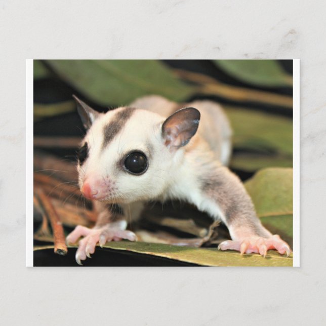 Postal Sugar Glider (Anverso)