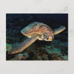 Postal Sulawesi Tortuga Verde