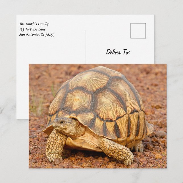 Postal Sulcata Tortoise (Anverso / Reverso)