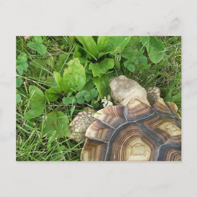 Postal Sulcata Tortoise Comer Trampa y Plantain (Anverso)