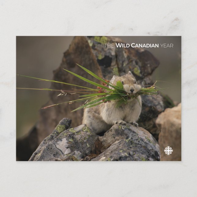 Postal Summer - American Pica (Anverso)