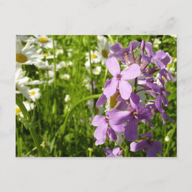 Postal Summer Lilac y Daisies (Anverso)