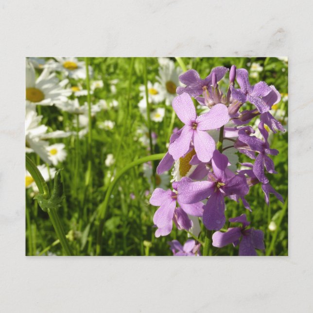 Postal Summer Lilac y Daisies (Anverso)