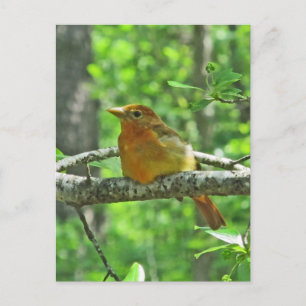 Postal Summer Tanager (mujer)