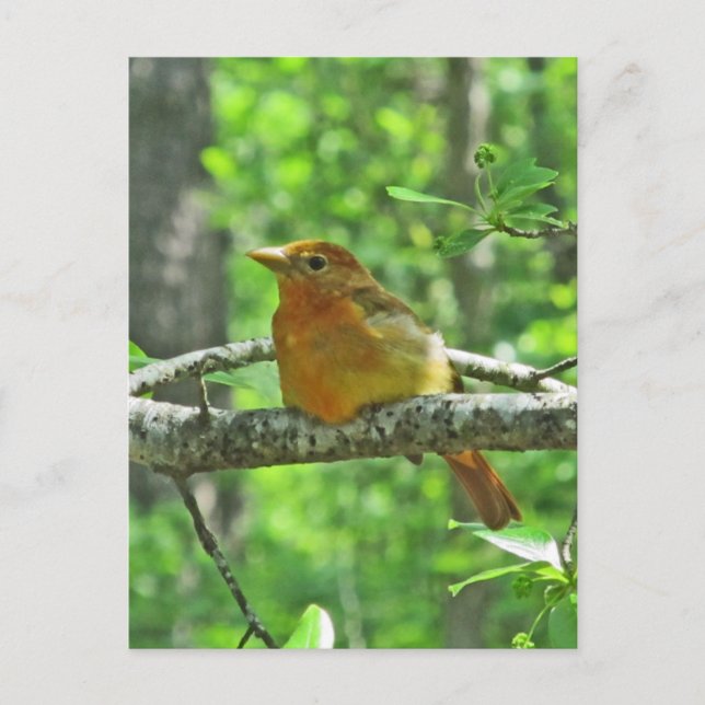 Postal Summer Tanager (mujer) (Anverso)