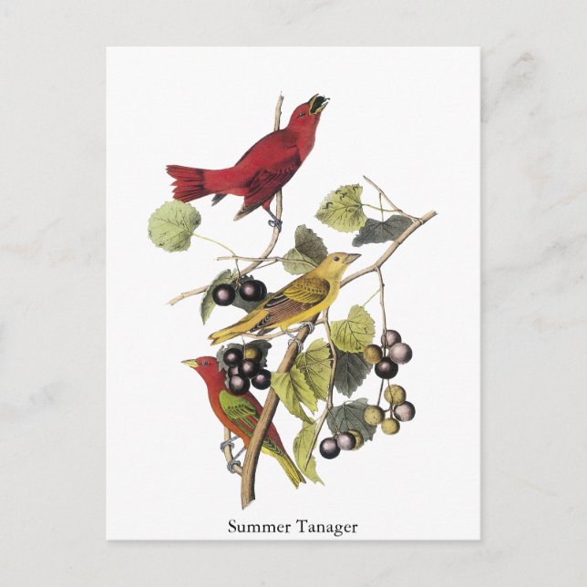 Postal Summer Tanager, por John Audubon (Anverso)