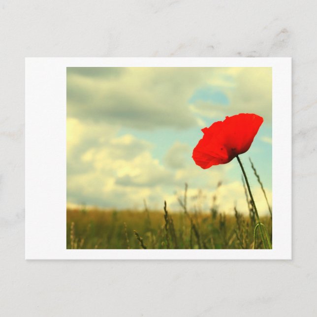 Postal Summerdream (Anverso)