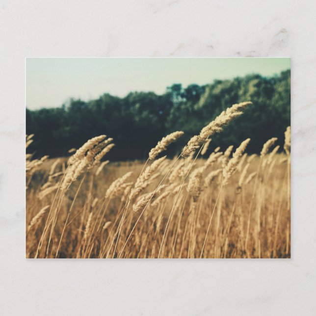 Postal Summerfield (Anverso)