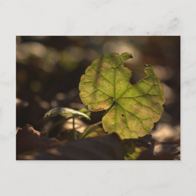 Postal Sun CC0303 de noviembre (Anverso)