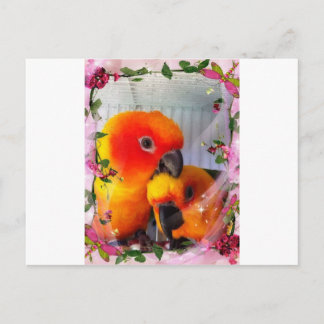 Postal Sun Conure