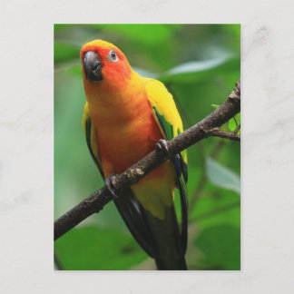 Postal Sun Conure Bird