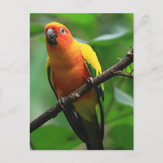 Postal Sun Conure Bird (Anverso)