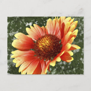 Postal Sun Drenched Gaillardia