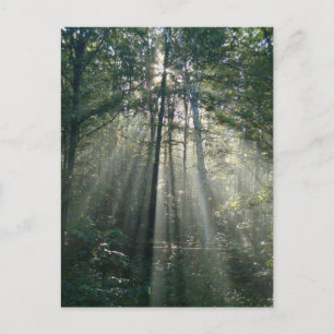 Postal Sun-Rays a través de árboles Postcard de Ontario