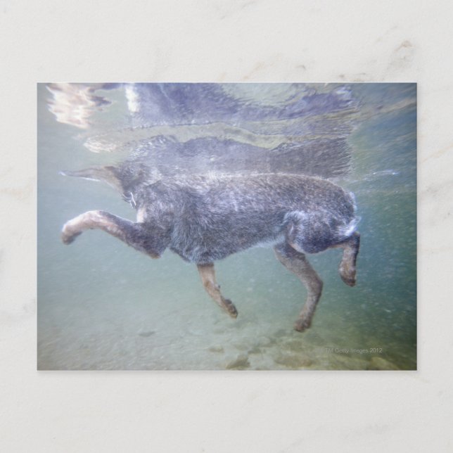 Postal Sun Valley, Idaho, EE.UU. (Anverso)