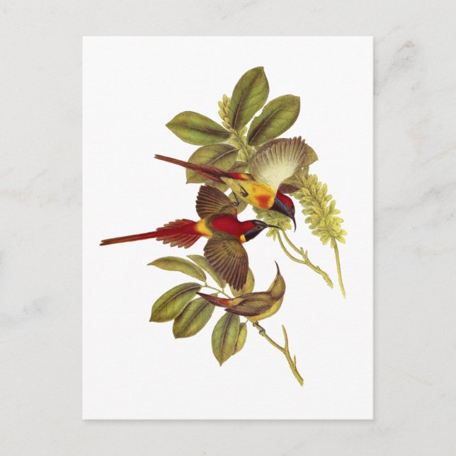 Postal Sunbird (Anverso)