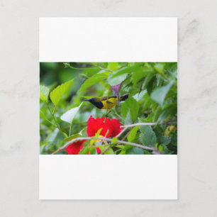 Postal Sunbird