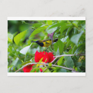 Postal Sunbird