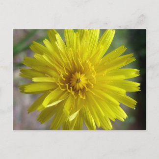 Postal Sunburst Dew