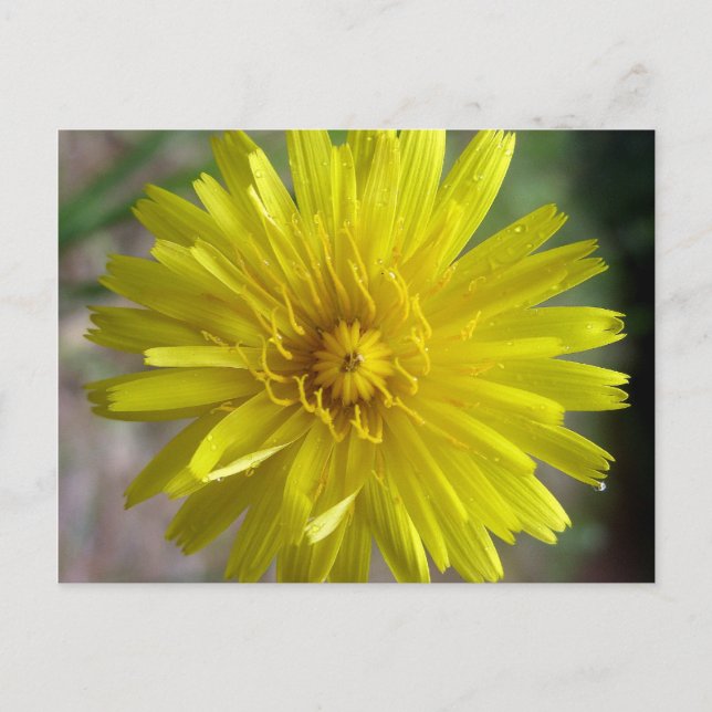 Postal Sunburst Dew (Anverso)