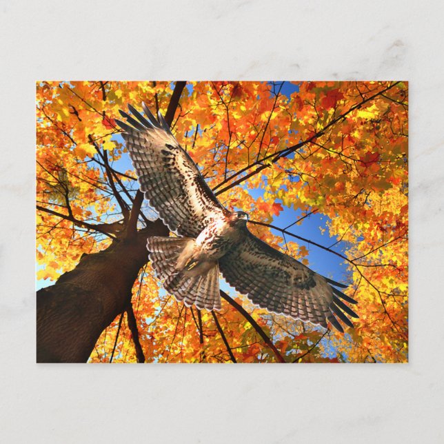 Postal "Sunday Hawk" (Anverso)