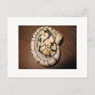 Postal Sundin Ball Pythons