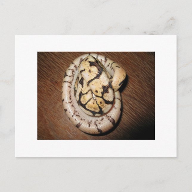 Postal Sundin Ball Pythons (Anverso)