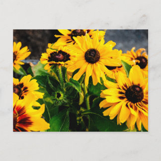 Postal Sunflower