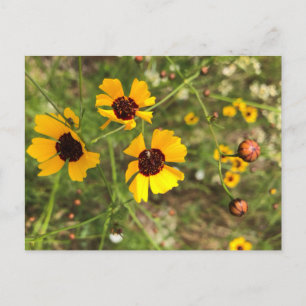 Postal Sunflower