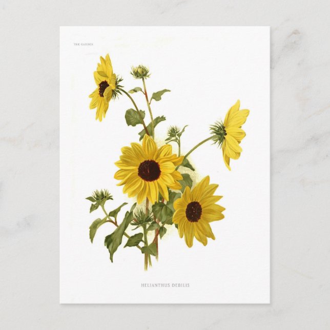 Postal Sunflower (Anverso)