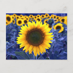 Postal Sunflower