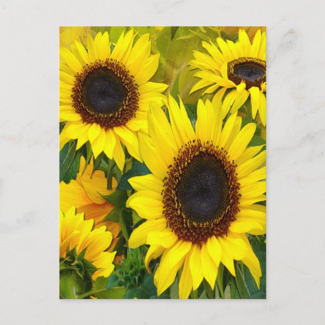 Postal Sunflower (Anverso)